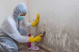 Best Black Mold Removal  in Northville, NY